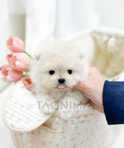 Adorable white puppy in soft basket with pink tulips and gentle pastel background.