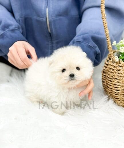 Fluffy white puppy sitting on soft blanket with flowers and gentle hands in background.
