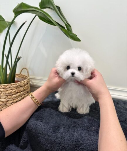 Cute fluffy white puppy sitting on a blue towel with plants in the background.