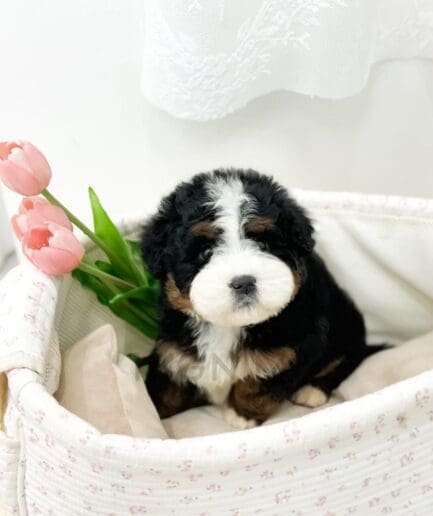 Cute Bernese Mountain Dog puppy sitting in a cozy floral basket with pink tulips.
