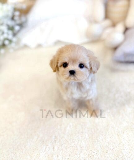 Adorable tan puppy sitting on soft cream carpet in cozy home setting.