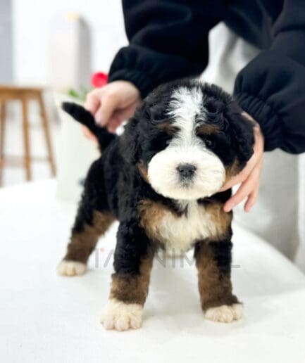 Adorable tri-color Bernedoodle puppy sitting on a white surface indoors.