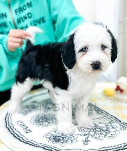 Adorable black and white puppy standing on grooming table with handler in mint-green sweatshirt.