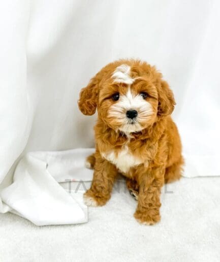 Adorable caramel and white Cavapoo puppy sitting on soft white fabric background.