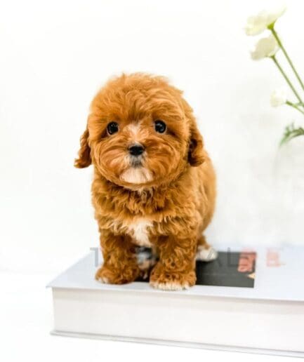 Adorable brown puppy with curly fur standing on a book in bright white background.