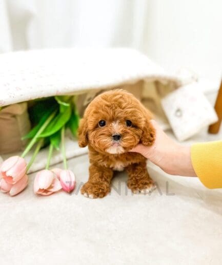 Adorable apricot puppy sitting near pink tulips on a cozy home floor.