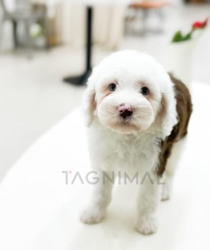 Adorable white and brown puppy standing indoors on a light surface with soft lighting.