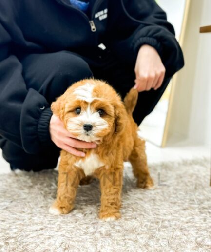 Adorable brown and white puppy on soft carpet with person gently holding it.