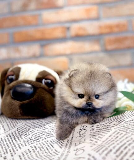 Adorable fluffy Pomeranian puppy sitting beside cute plush pug toy on warm brick background.
