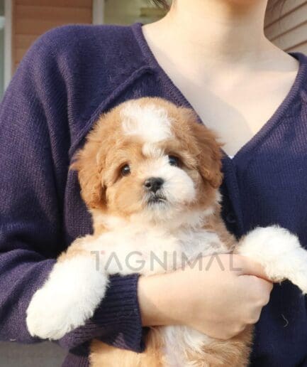 Fluffy brown and white puppy held lovingly in arms outdoors at golden hour.