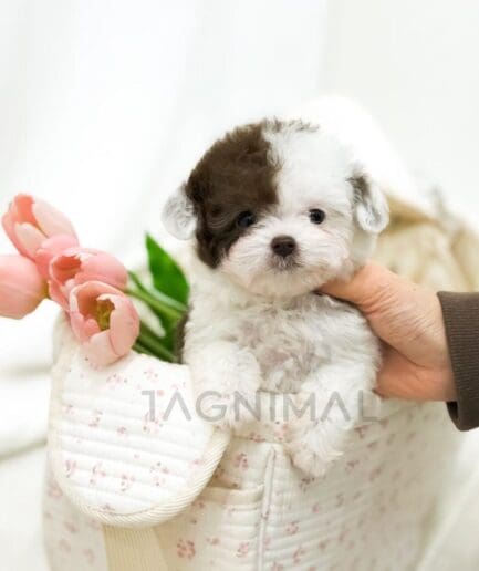 Adorable puppy in quilted tote bag with pink tulips and soft pastel background.
