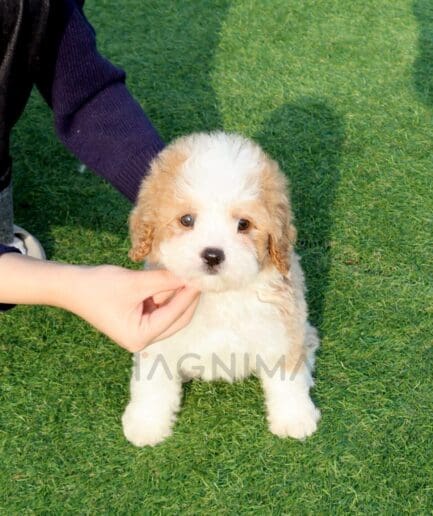 Adorable fluffy puppy sitting on green grass with a gentle human hand touching its chin.