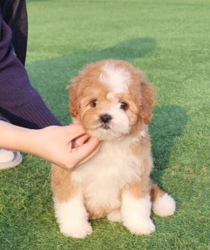Adorable fluffy brown and white puppy sitting on green grass with gentle human hand.