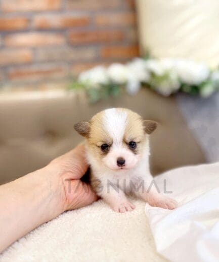 Adorable newborn white and brown puppy resting on a soft blanket indoors.