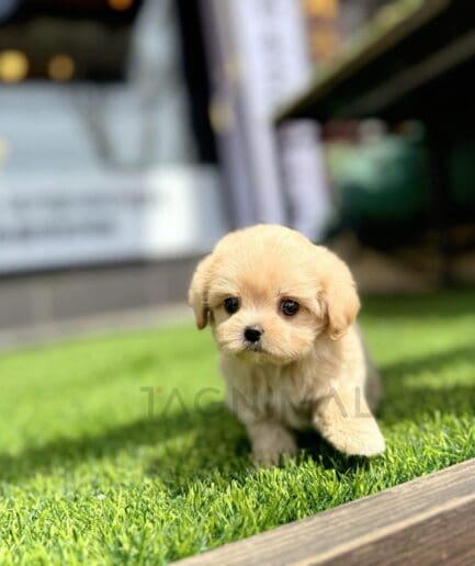 Adorable golden puppy standing on green grass outdoors.
