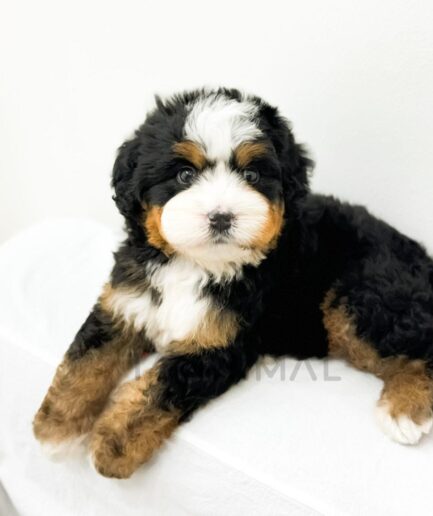 Adorable tricolor Bernedoodle puppy resting on a soft white blanket.