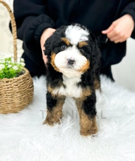 Adorable tricolor puppy standing on soft white surface with basket of flowers in background.