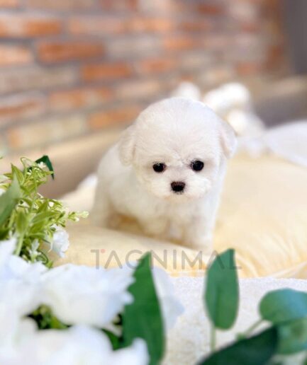 Adorable fluffy white puppy on soft cushion with flowers and brick wall background.