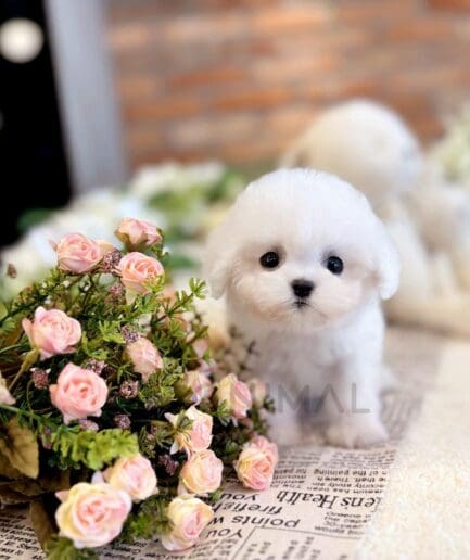 Adorable white puppy sitting beside pink rose bouquet on newspaper background.