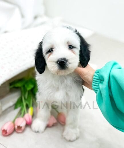 Adorable white and black puppy sitting with pink tulips on a light floor.
