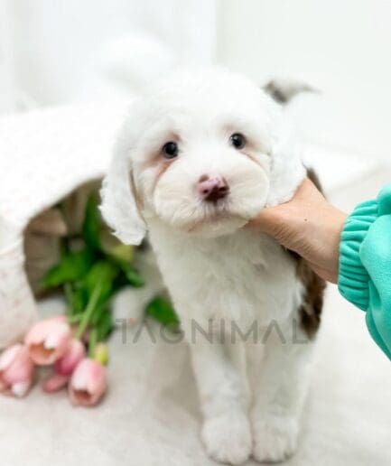 Adorable fluffy white puppy with pink tulips in a soft pastel indoor setting.