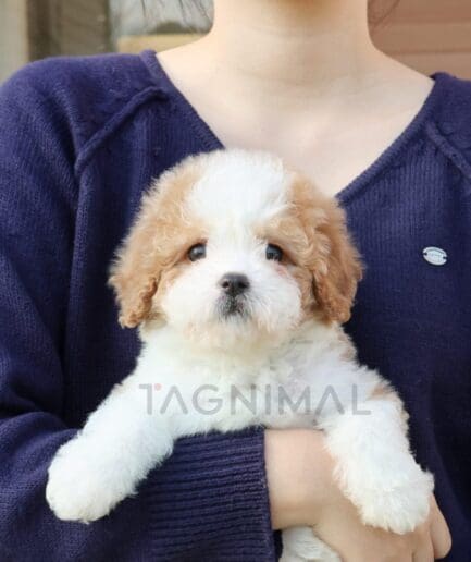 Person holding cute fluffy white and brown puppy outdoors with love and warmth.