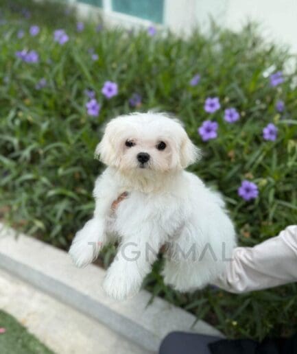 Cute white Maltese puppy held outdoors in a garden with green plants and purple flowers.