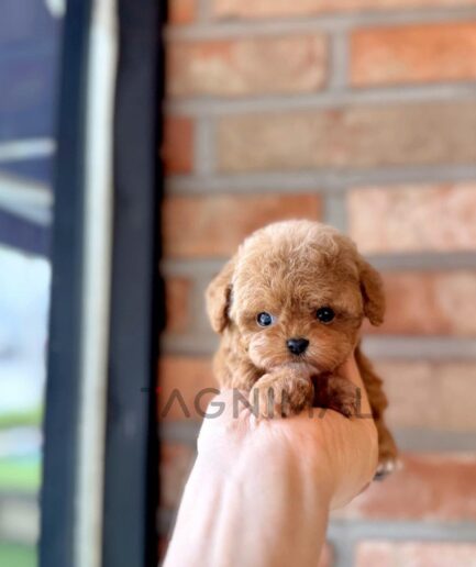 Tiny brown puppy held gently in hand, fluffy cute newborn dog with soft light brown fur.