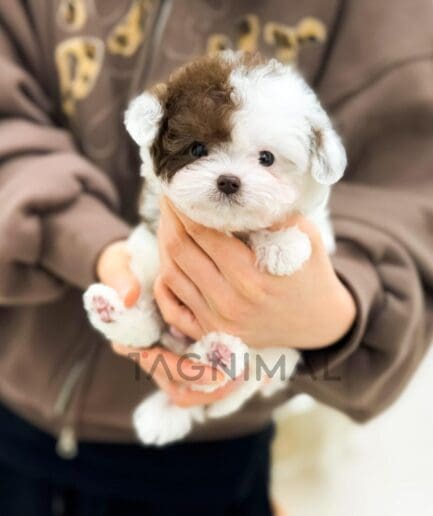 Person gently holding a tiny fluffy brown and white puppy with soft fur and sweet eyes.