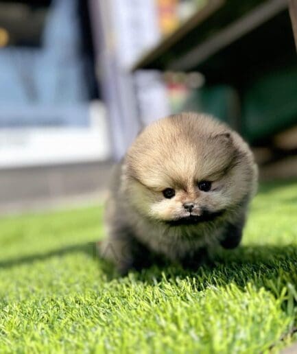 Fluffy tiny Pomeranian puppy walking on green grass in sunlight.