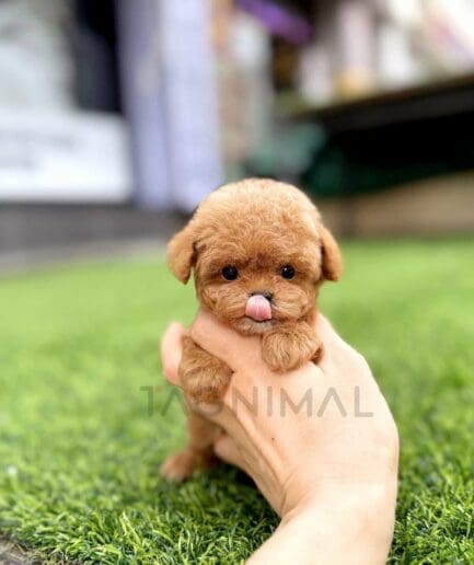 Adorable tiny brown puppy with pink tongue held gently in human hand on green grass.