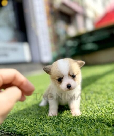 Adorable tiny puppy sitting on green artificial grass with a gentle human hand reaching out.
