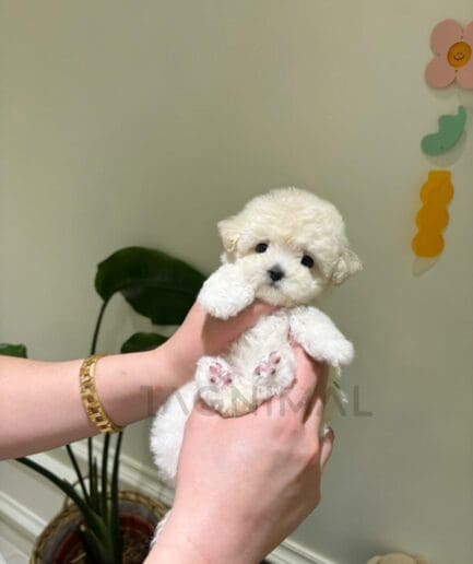 Person holding tiny white fluffy puppy in hands, cute teacup dog indoors.