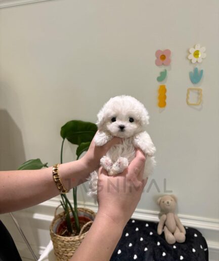 Person holding cute tiny white Maltese puppy indoors with cozy decor and soft lighting.