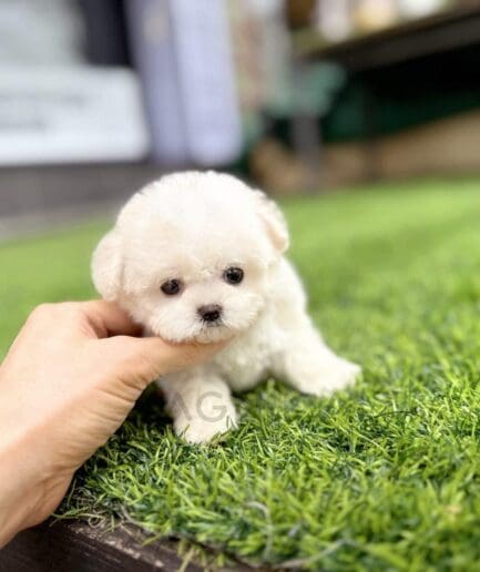 Tiny white fluffy puppy sitting on green artificial grass, looking adorable and playful.