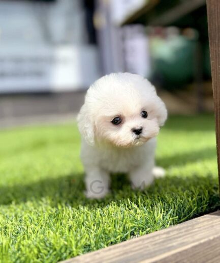 Adorable white fluffy puppy standing on vibrant green grass outdoors.