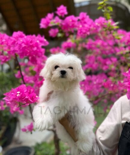 Cute white fluffy puppy held near vibrant pink bougainvillea flowers outdoors.