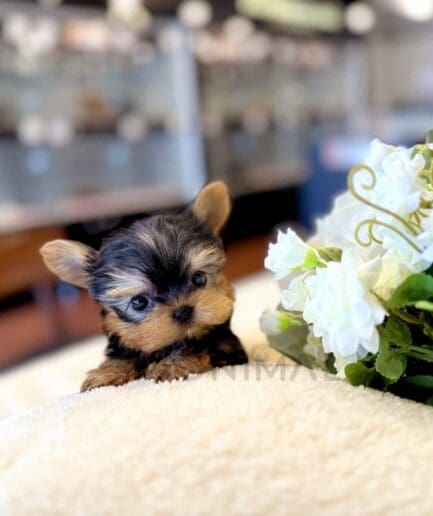 Adorable Yorkshire Terrier puppy sitting beside white flowers on a soft blanket.