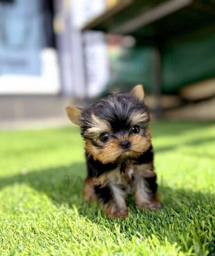 Cute Yorkshire Terrier puppy standing on green grass outdoors.
