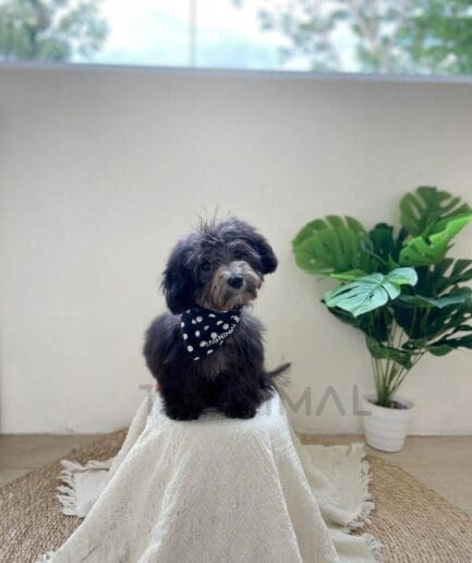 Adorable black dog wearing polka dot bandana sitting indoors beside green houseplant.