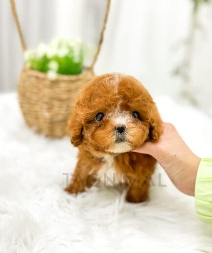 Adorable apricot toy poodle puppy on fluffy white rug with cozy home background.