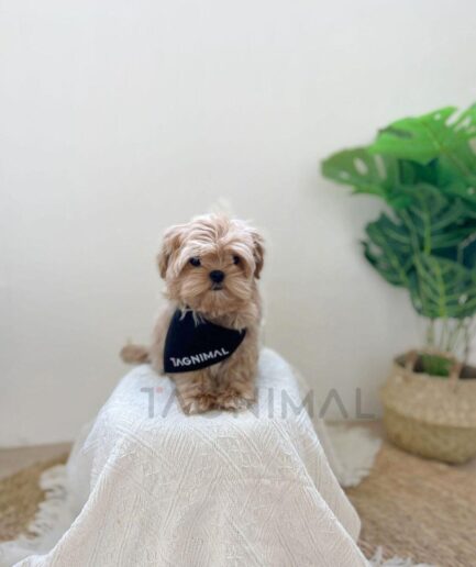 Adorable light brown puppy sitting on white blanket with plant in cozy home setting.