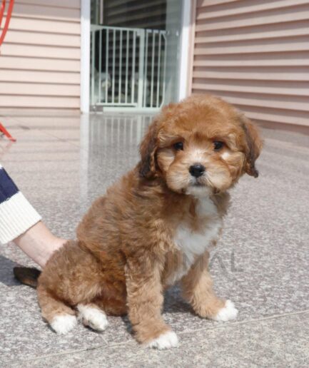 Adorable golden brown and white puppy sitting outdoors on stone tiles near a cozy home.