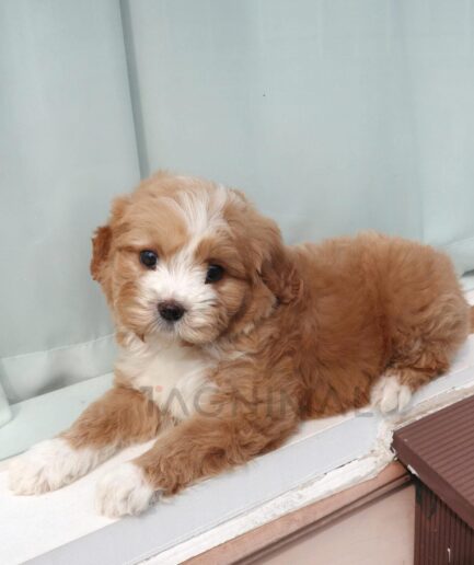 Adorable brown and white fluffy puppy resting on a sunny window ledge indoors.