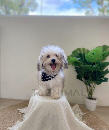 Adorable fluffy white dog wearing polka dot bandana sitting on cozy cream blanket indoors.