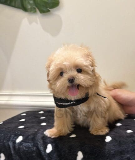 Adorable fluffy caramel puppy smiling on a black polka dot blanket.