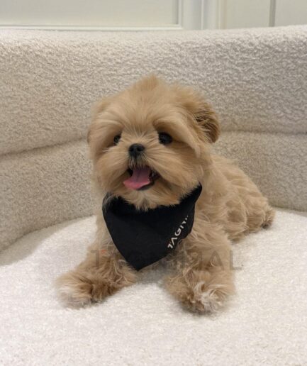 Adorable fluffy golden puppy wearing a black bandana sitting on a cozy cream chair.
