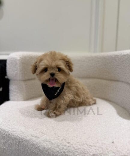 Adorable fluffy tan puppy sitting on a white cozy chair wearing a black bandana.