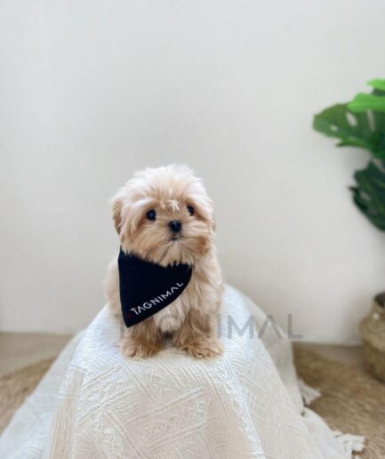 Adorable cream-colored Maltipoo puppy wearing a black bandana sitting on a cozy blanket.