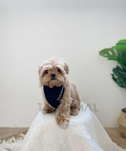 Adorable Maltipoo puppy with fluffy light brown fur wearing a navy bandana on a white blanket.